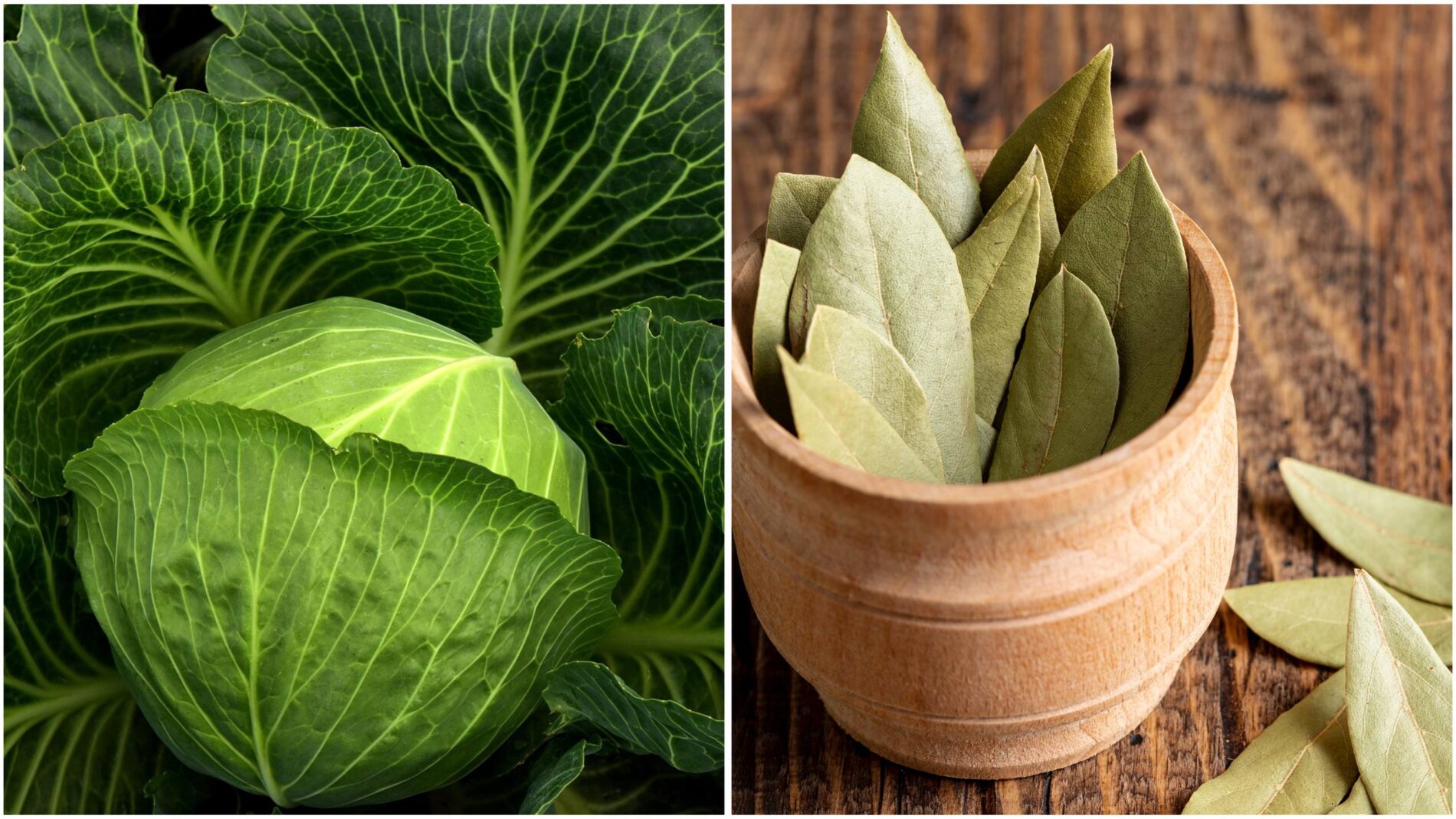 Експерти розповіли, як позбутися фітофтори за допомогою лаврового листя