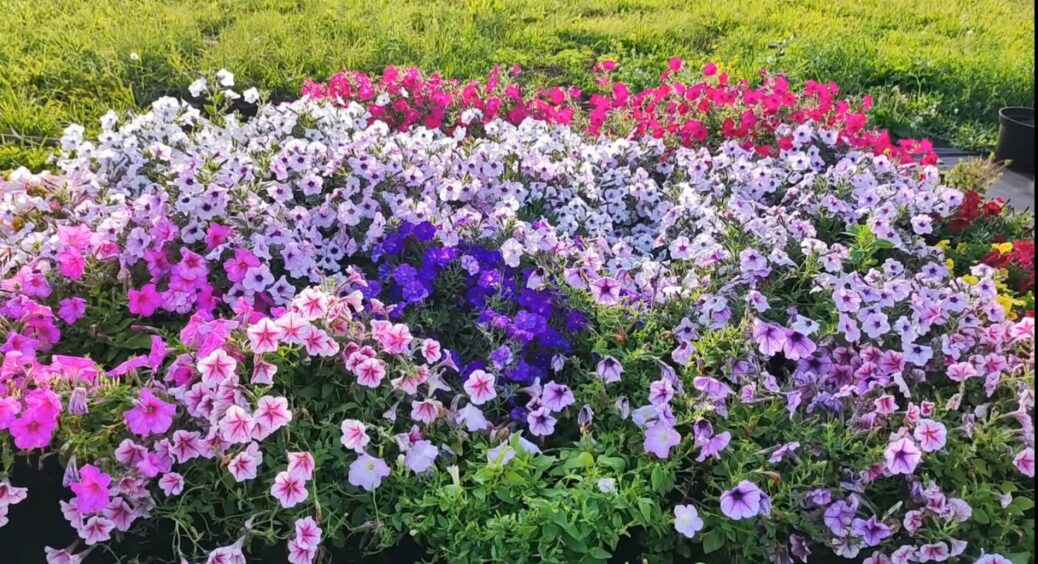 7 квітів, які варто посадити прямо зараз, щоб вони радували око цвітінням до грудня (або довше) 