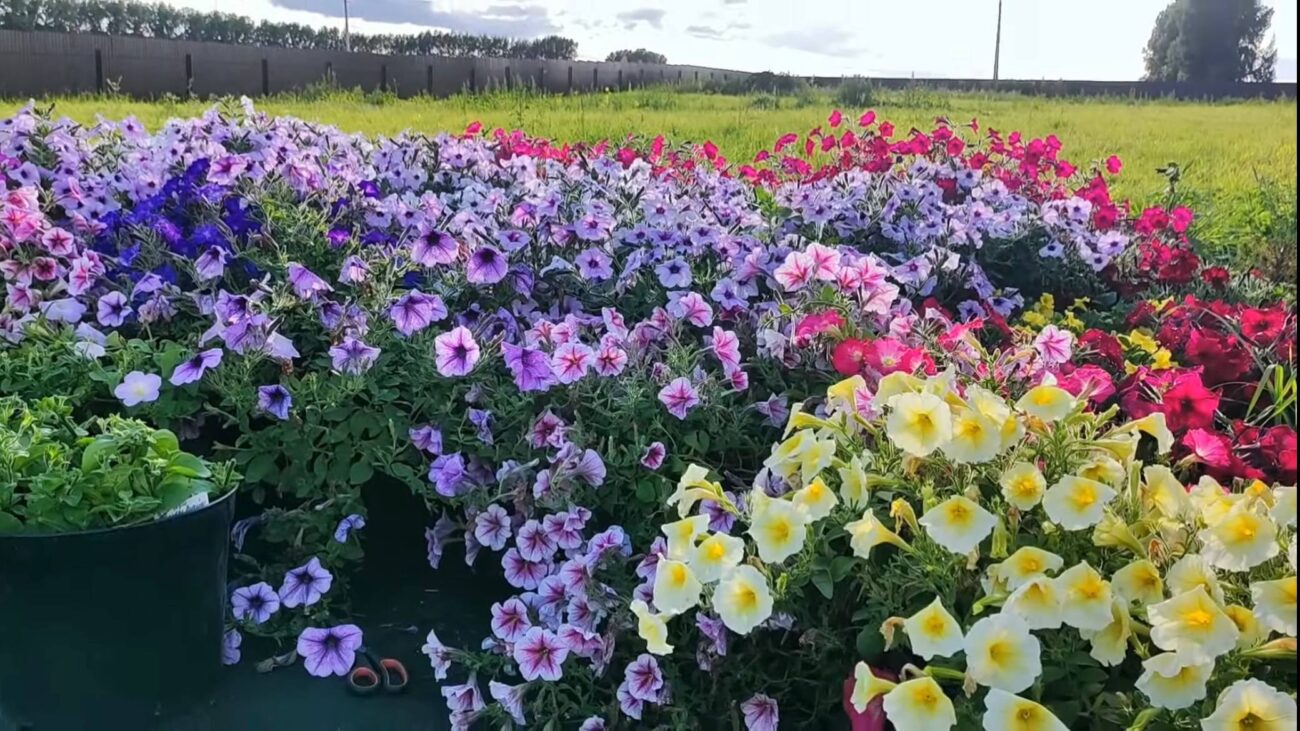 Квітникарі розповіли, як досягти пишного цвітіння петунії без добрив