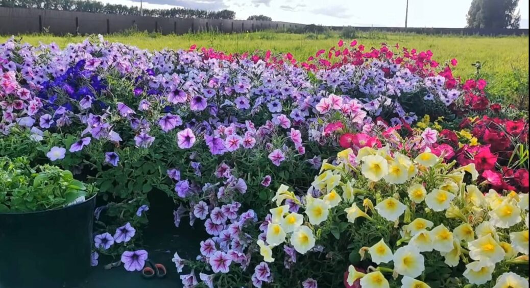 Роблю так – і петунія затьмарює своєю пишністю навіть троянд: такого цвітіння добилася без краплі добрив 