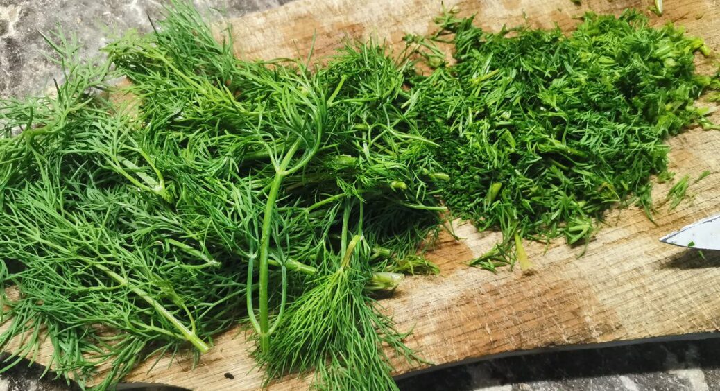 Свекруха порадила сушити кріп не пучками, а 1 способом: зберігає аромат, як щойно з грядки – вдячна за трюк 