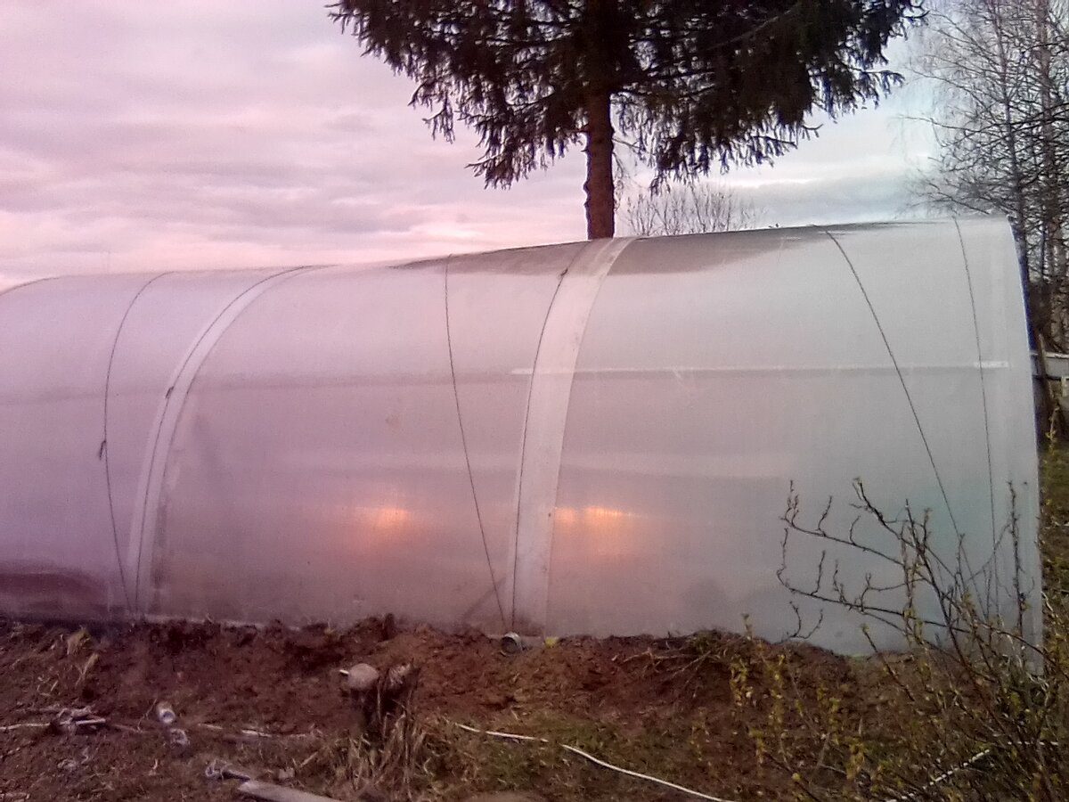 Експерти розповіли, як захистити теплицю від конденсату, який призводить до грибка та цвілі