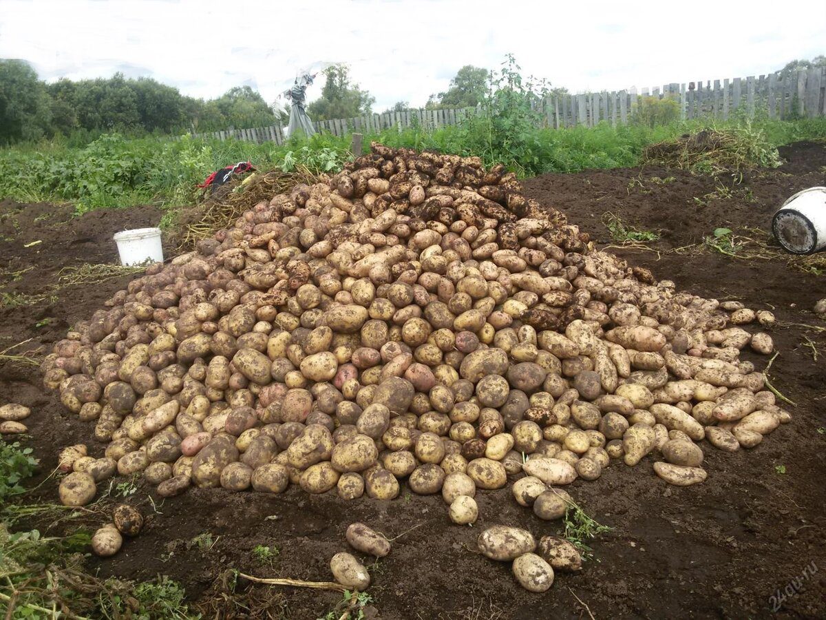 Городники розповіли, як правильно підгортати картоплю на грядці для отримання щедрого врожаю