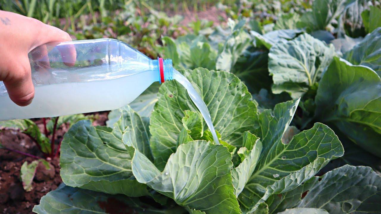 Садівники розповіли, чим підживити капусту, щоб отримати хороший урожай