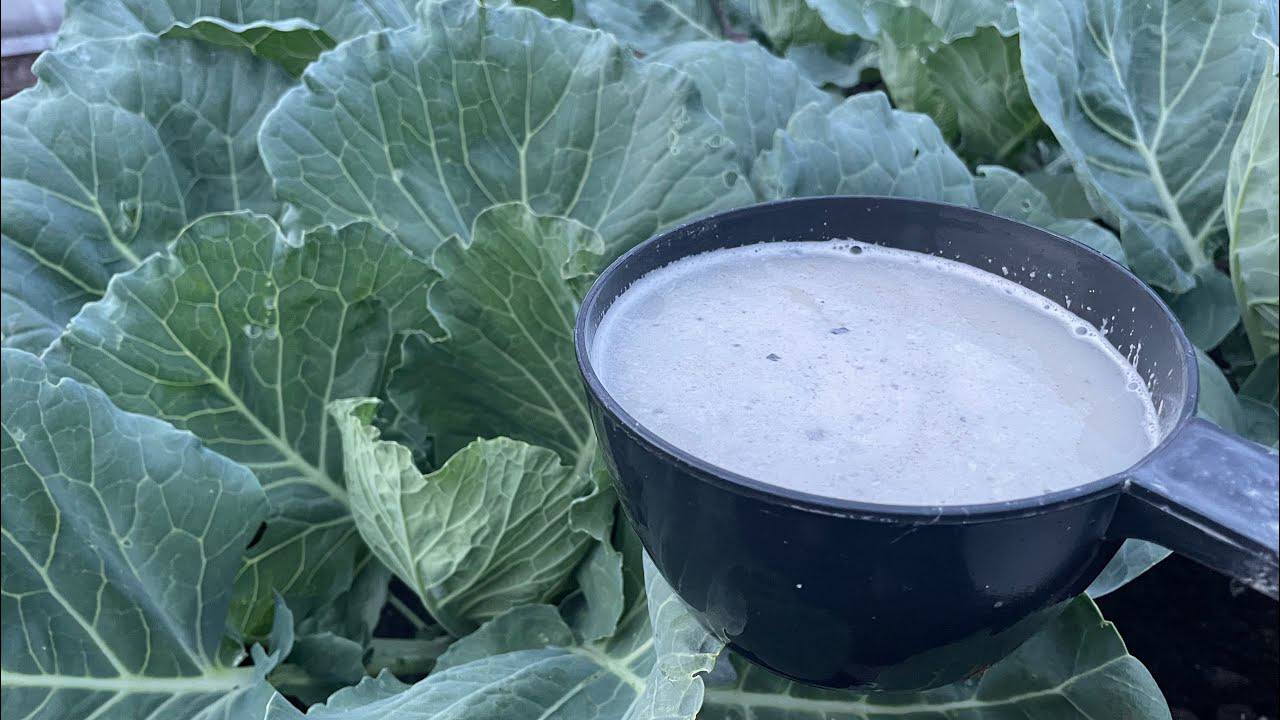 Городники розповіли, який інгредієнт поєднати з золою для підживлення капусти  