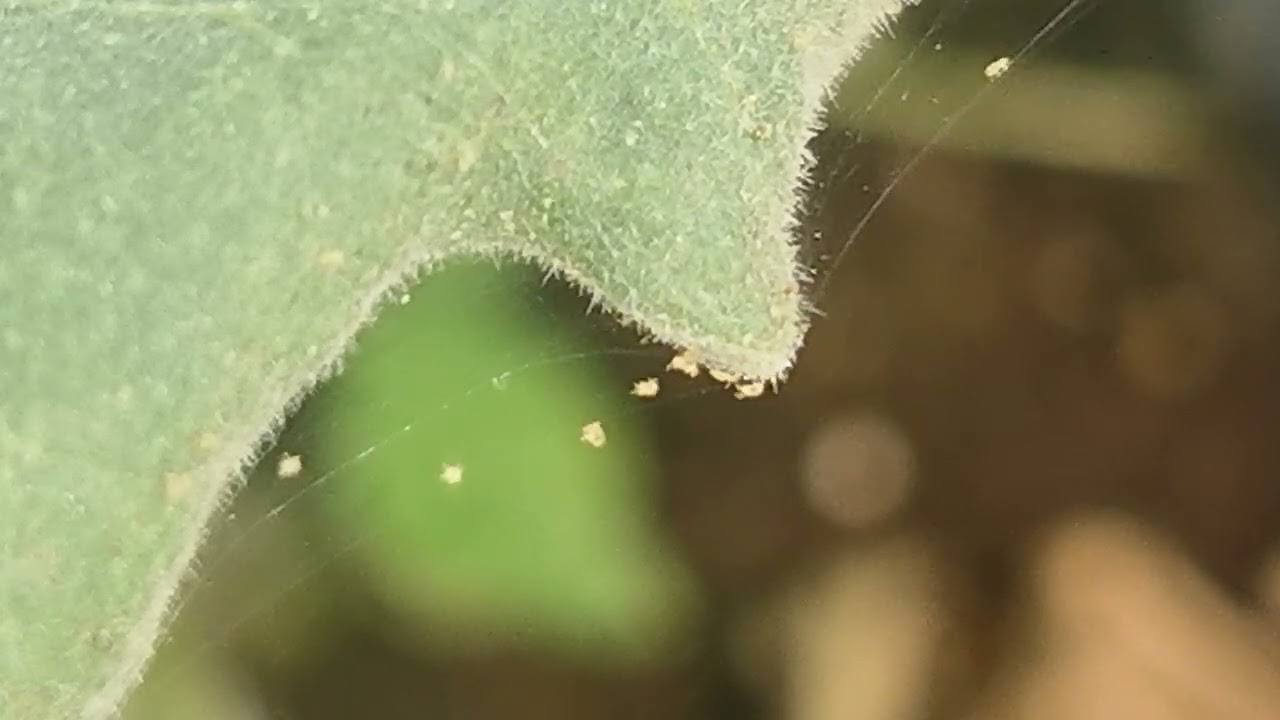 Городники розповіли, як швидко позбутися павутинного кліща