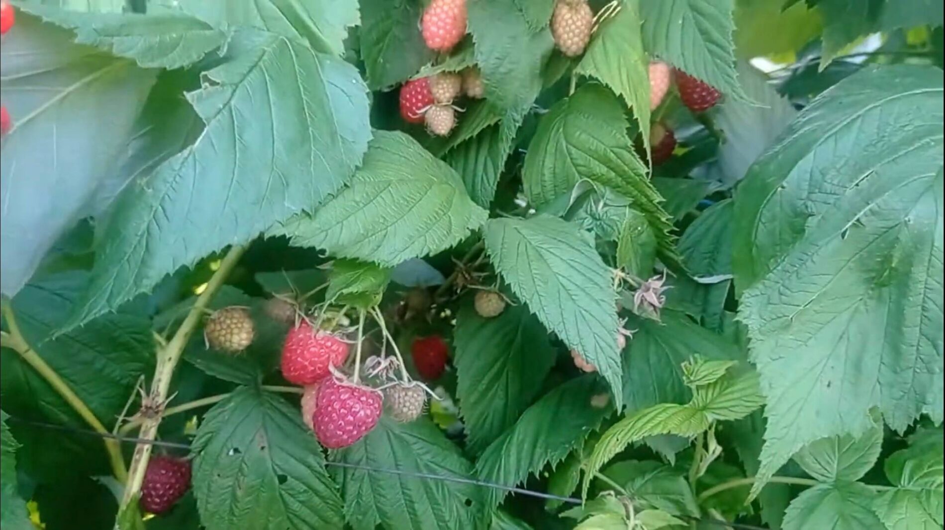 Агрономи розповіли, як правильно доглядати за малиною у липні