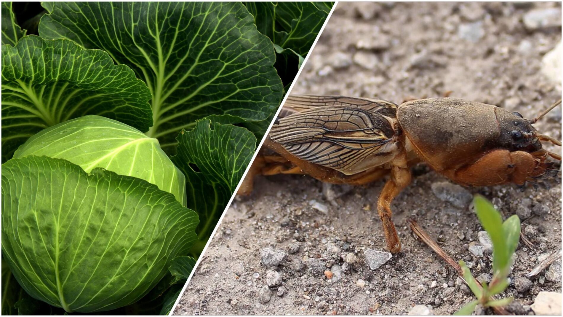 Експерти розповіли, як позбутися капустянки та інших шкідників