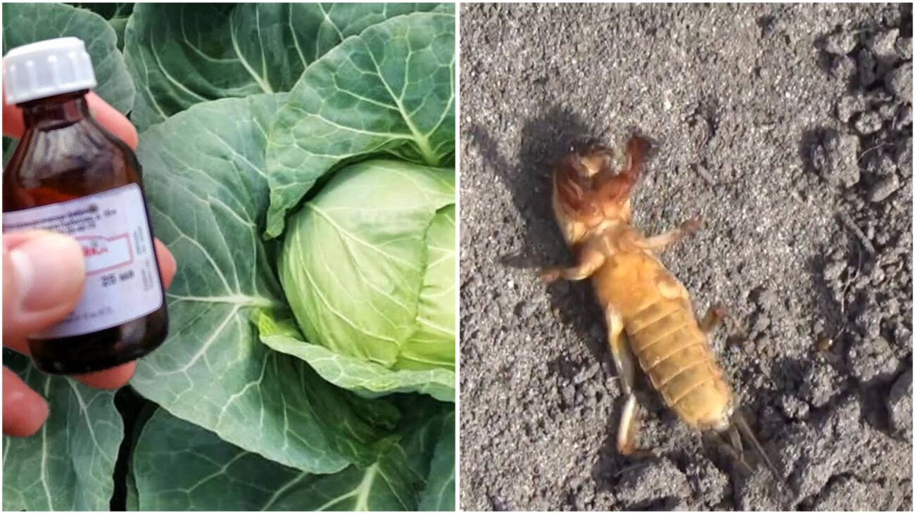 Досвідчені городники розповіли, як врятувати капусту від капустянки