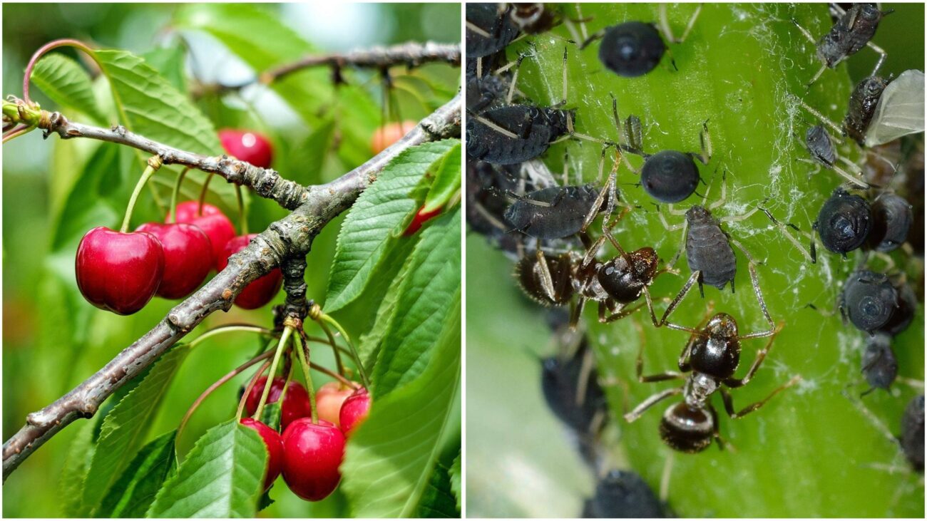 Садівники розповіли, як правильно боротися із вишневою чорною попелицею