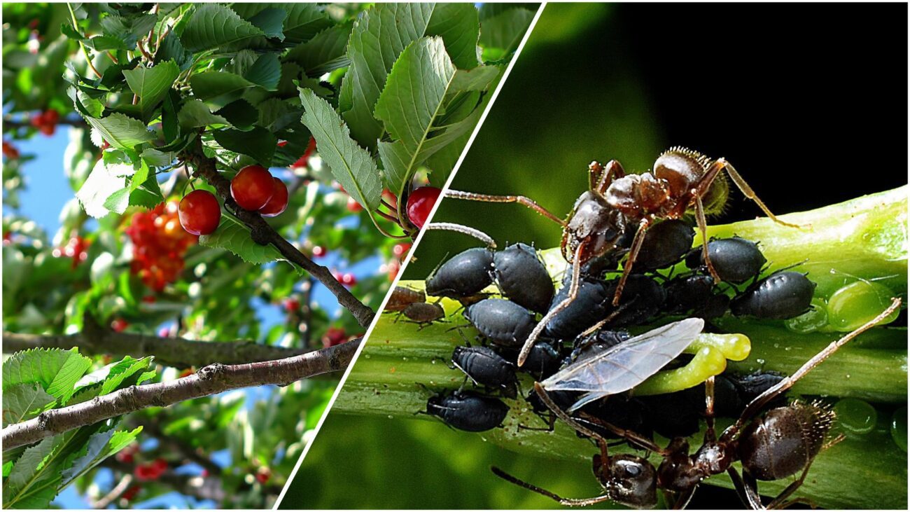 Садівники розповіли, як правильно боротися із вишневою чорною попелицею