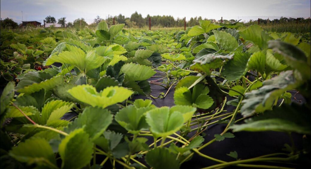Бабуся працює на городі з 7 років, тому добре знає: “стрижка” полуниці в кінці серпня – справа №1 