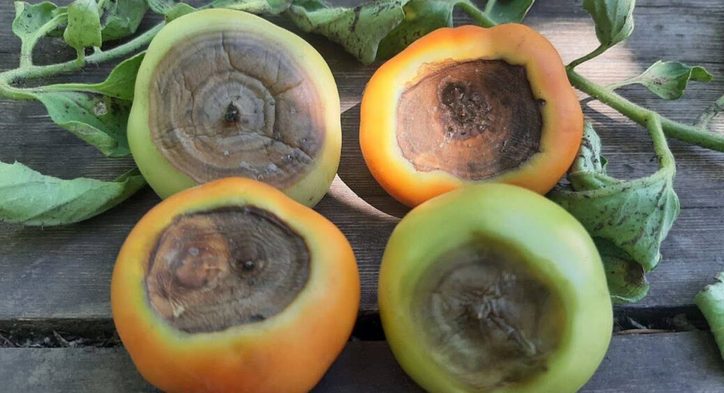 Вистачає 1 обробки: захистила томати від вершинної гнилі – червоніють, не втрачають смак і наливаються соком 