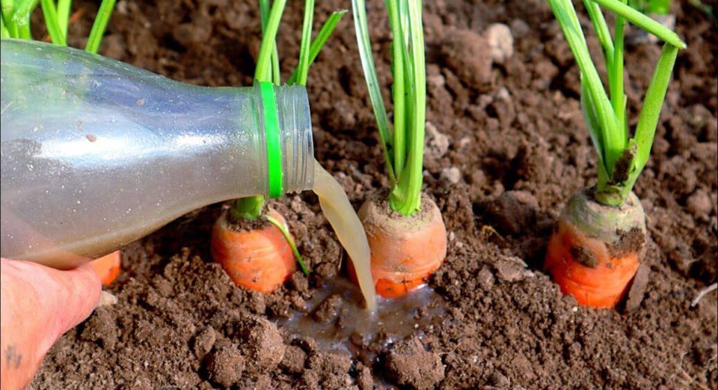 Я не знала, а головна підкормка моркви – випадає аж на серпень: поки є час, приготуйте це добриво 