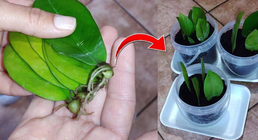 Листя заміокулькаса укорінилося, а пагонів нема місяцями – пояснюю 2 фази росту і коли не треба поспішати 