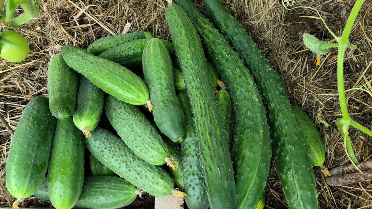 Городники поділилися назвами п'яти найврожайніших сортів огірків