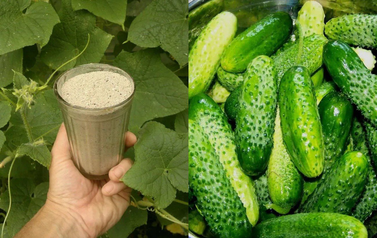 Як покращити процес плодоношення кабачків та огірків