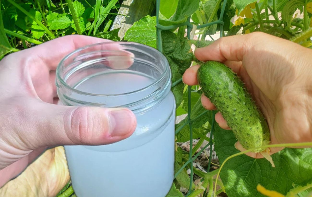 Городники пояснили, в чому користь води з-під рису для огірків