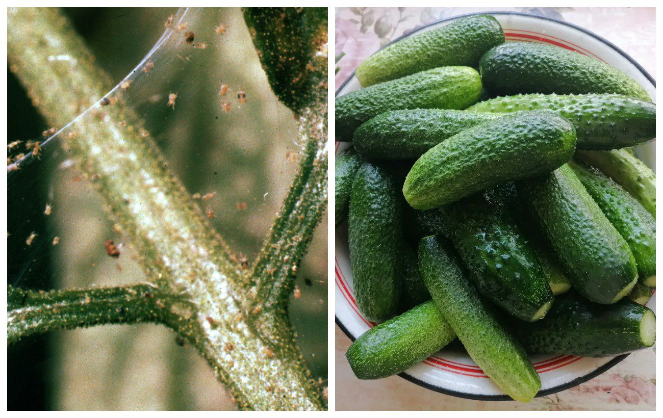 Як позбутись від павутинного кліща