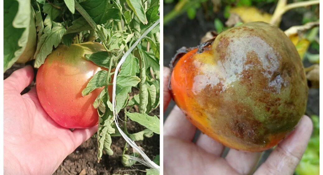 У сусідів фітофтора і гнилі томати, а я збираю помідори відрами: 1 безпечний розчин від грибка у вересні 