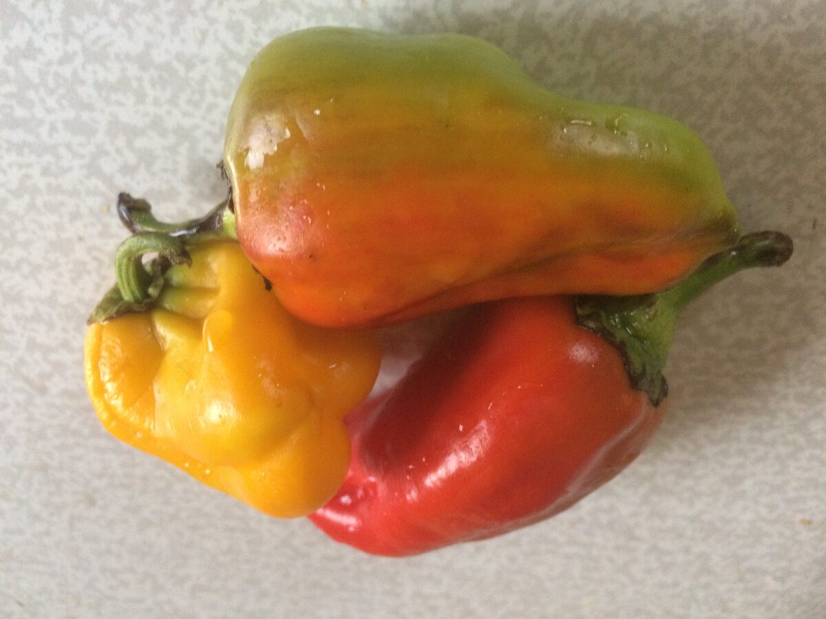 Городники розповіли, як приготувати ефективне та дієве добриво для болгарського перцю в липні