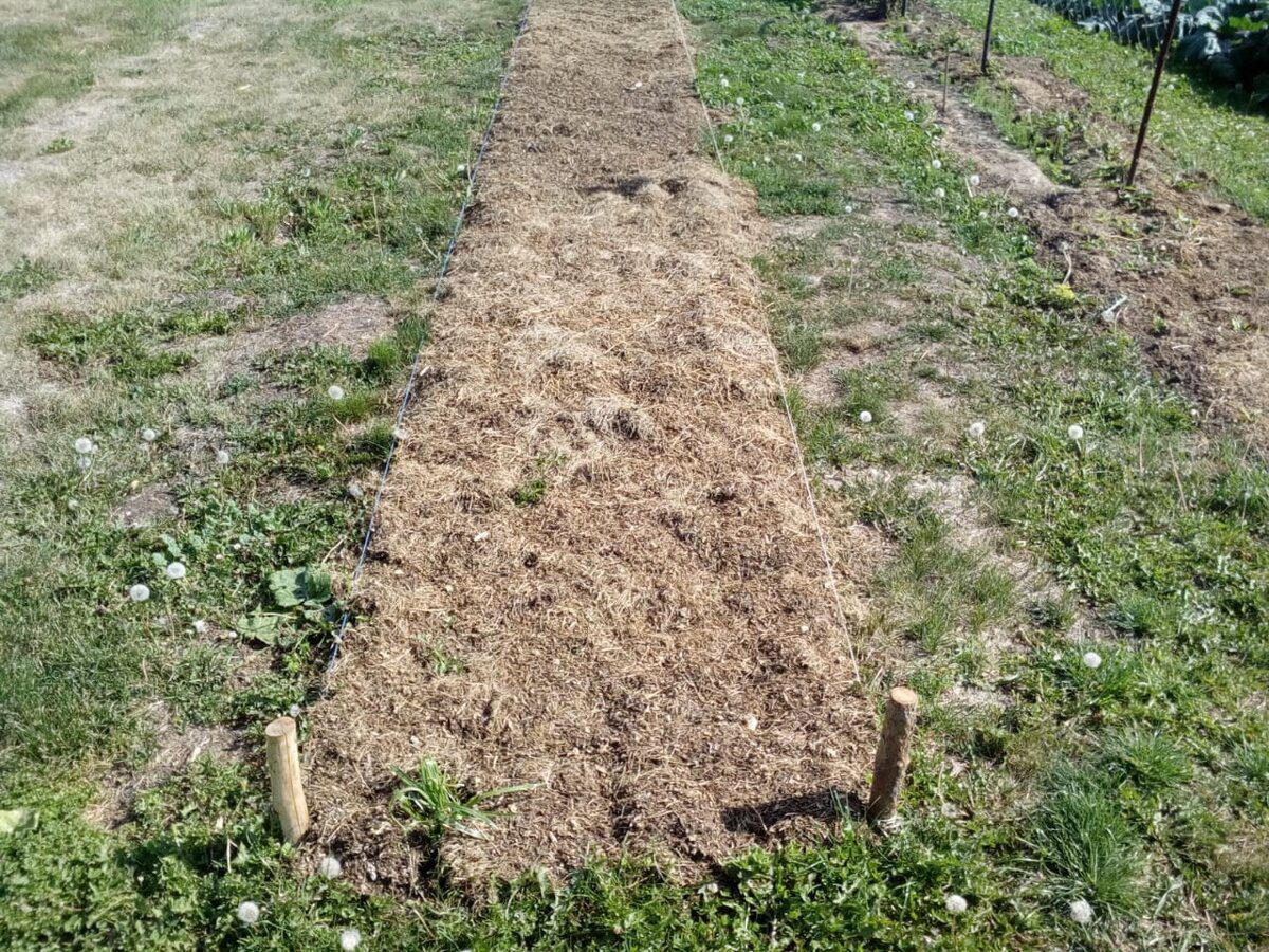 Городники розповіли, яке добриво використовувати для відновлення ґрунту після цибулі і часнику