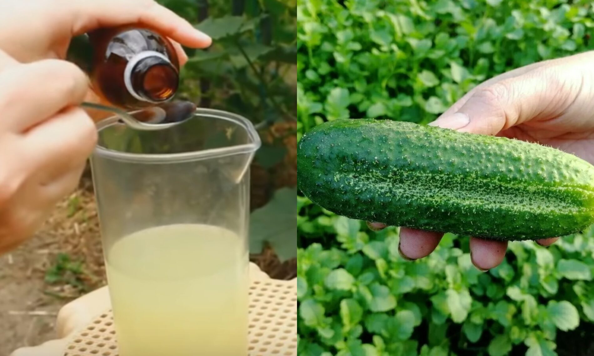 Як покращити плодоношення огірків