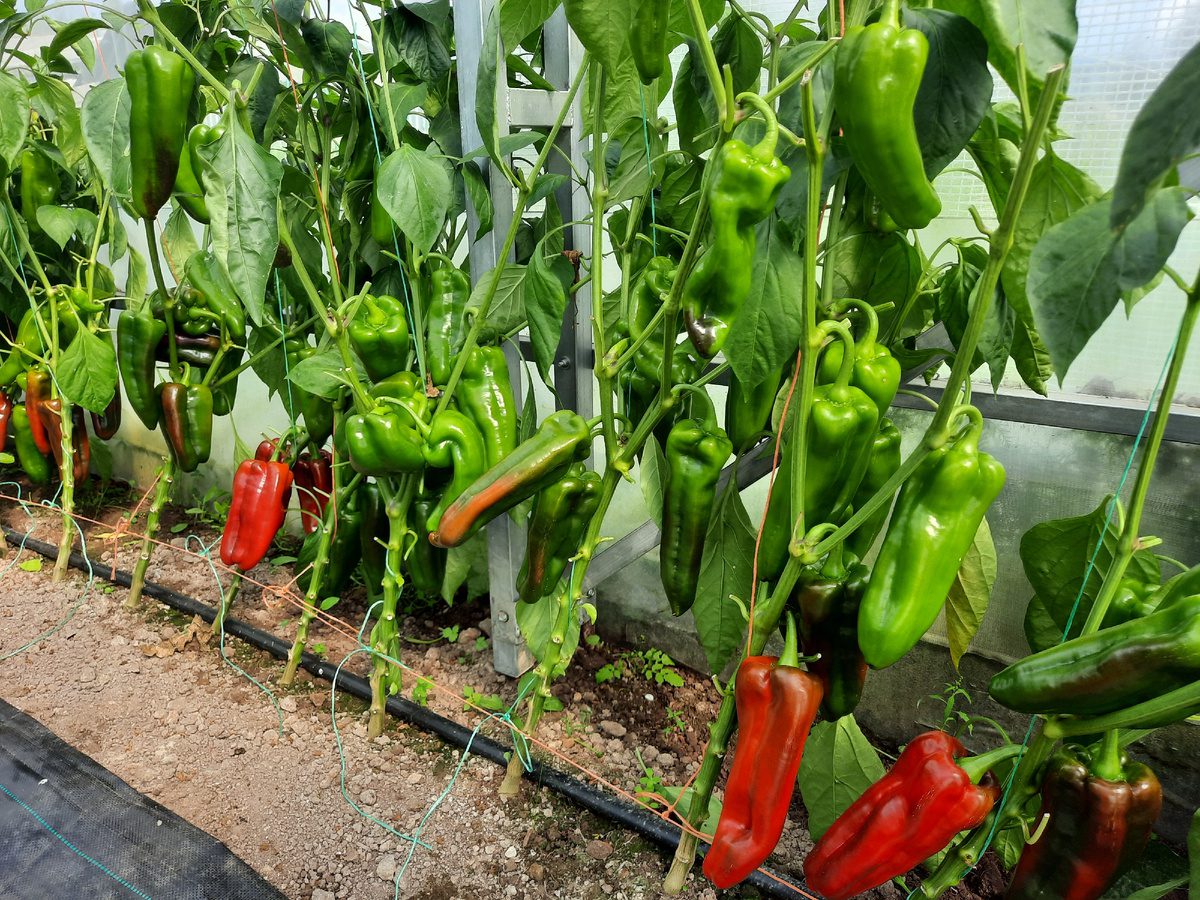 Експерти розповіли, як виростити соковитий болгарський перець