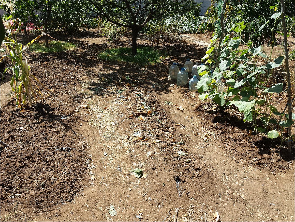 Городники розповіли, яке добриво використовувати для відновлення ґрунту після цибулі і часнику