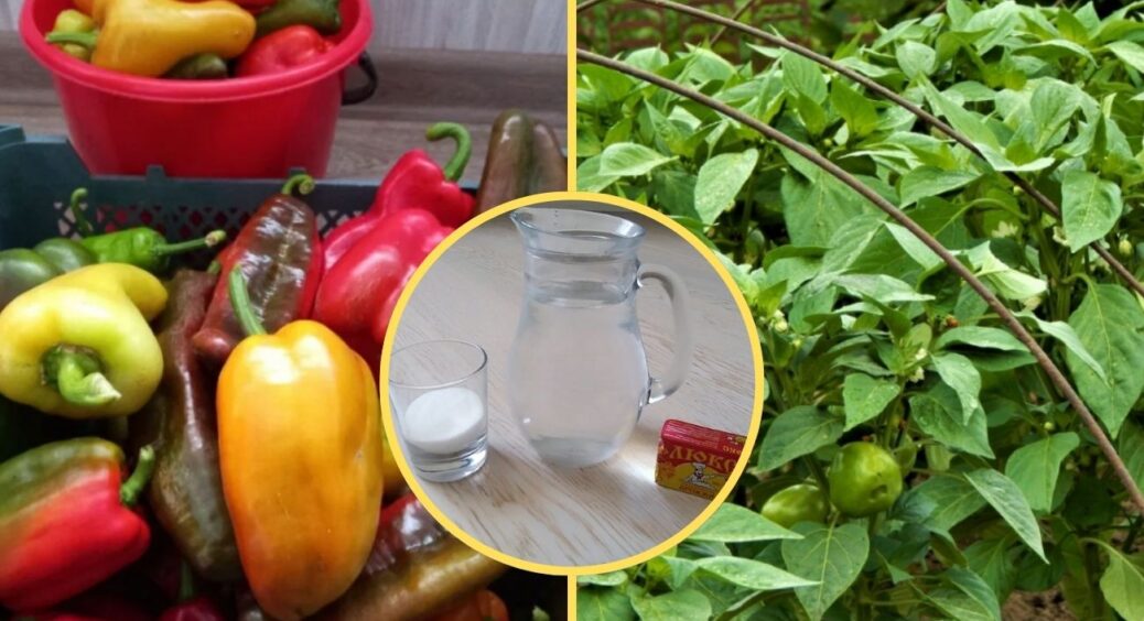 1 склянка домашнього розчину зробила мені +5 кг перців з куща: замість 1000 магазинних добрив і Суперфосфату 