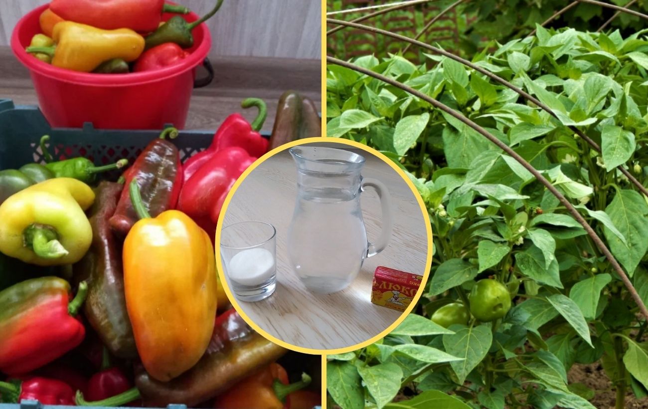 Липневе добриво для болгарського перцю на грядці