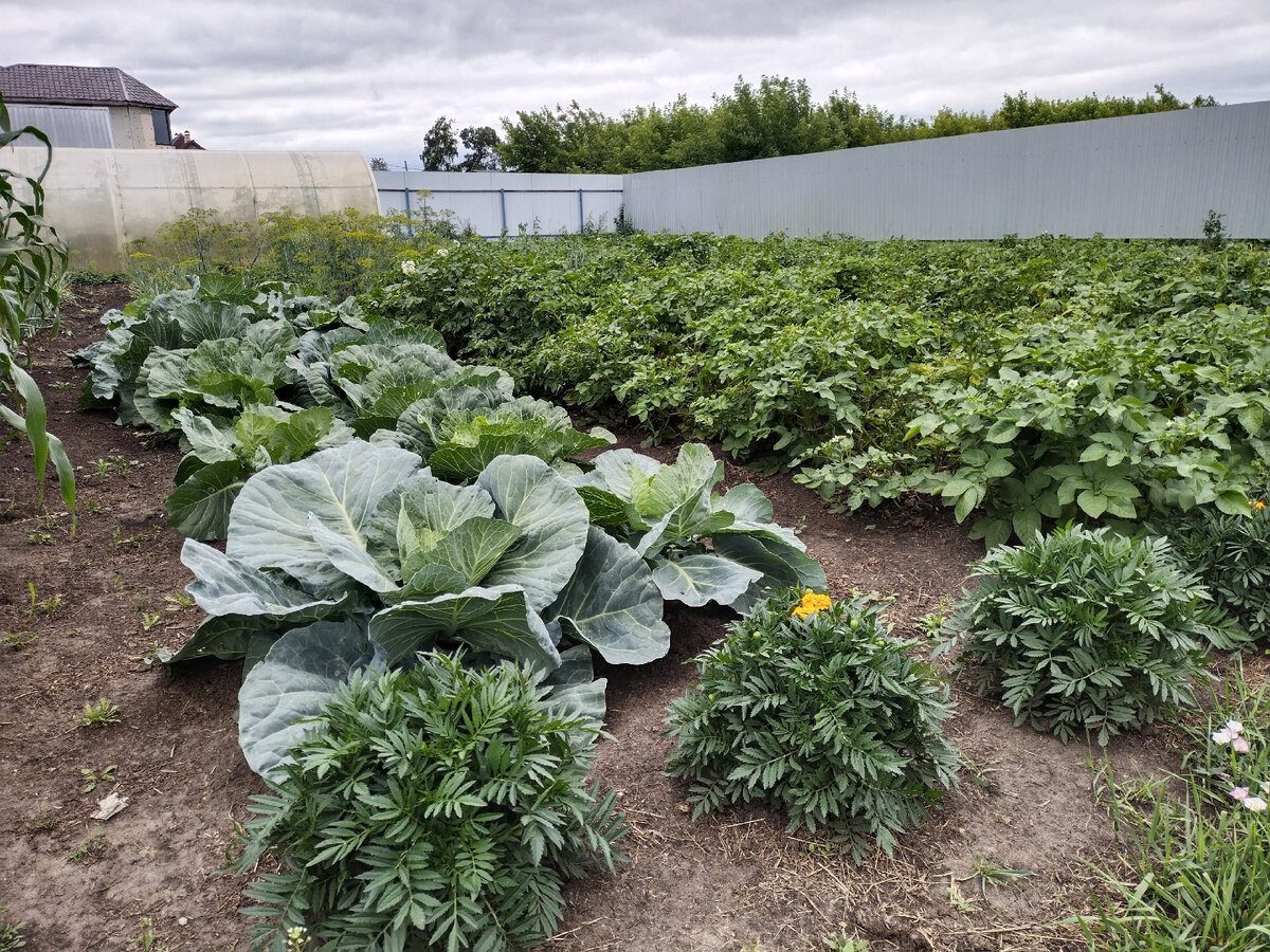 Експерти розповіли, яке добриво внести для формування щільних качанів капусти у липні