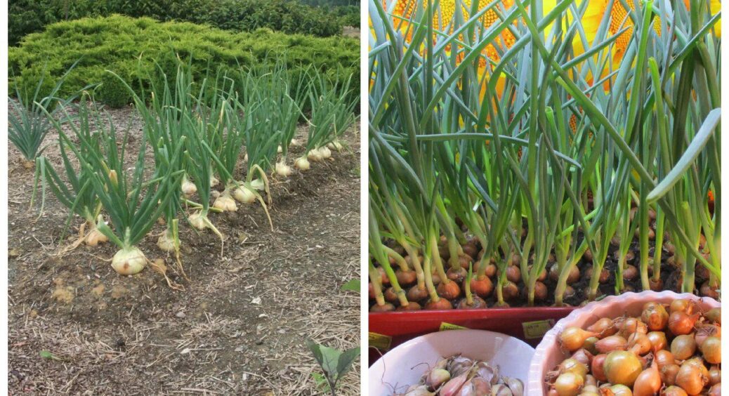 Після збору часнику та цибулі – обов’язково внесіть “бактеріальний подарунок”: ґрунт буде пухкий і родючий 