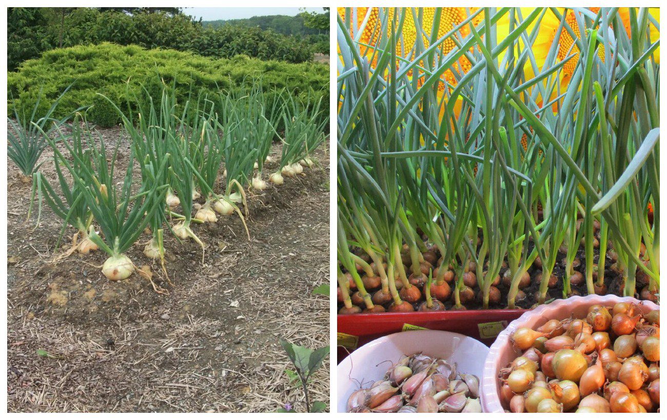 Як відновити грядку після цибулі з часником