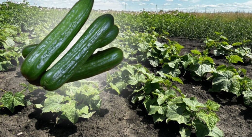 Огірки більше не скидають зав’язі – додаю 1 ложку “торф’яного чаю” у лійку, і грядка плодоносить далі 