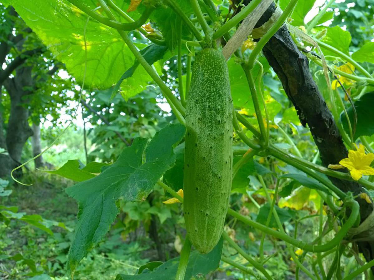 Експерти розповіли, як приготувати добриво для огірків на основі молочної сироватки
