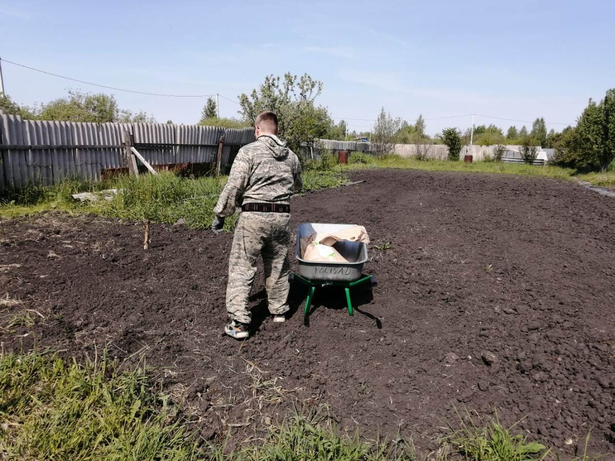 Експерти розповіли, яку зелень найкраще сіяти на грядці для смачного врожаю