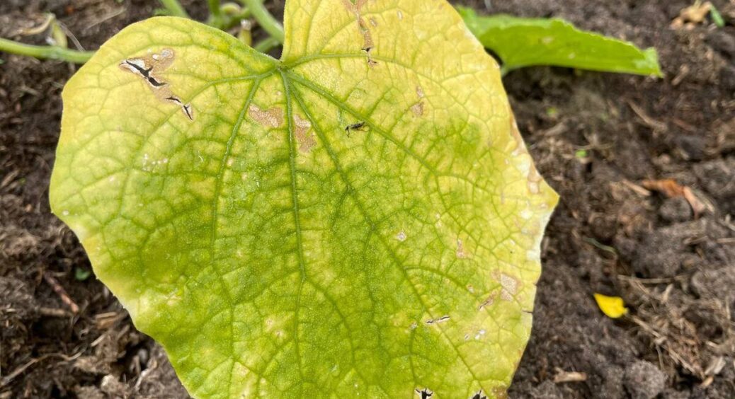 Сухе листя не палю – замочую у відрі води з 2 добавками: виходить добриво, яке відновлює землю на раз-два 