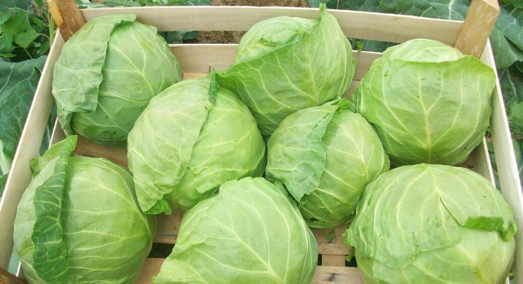 Дізналася лише в 61 рік: капуста зберігатиметься мінімум 7 місяців, якщо пересипати качани “цим” 