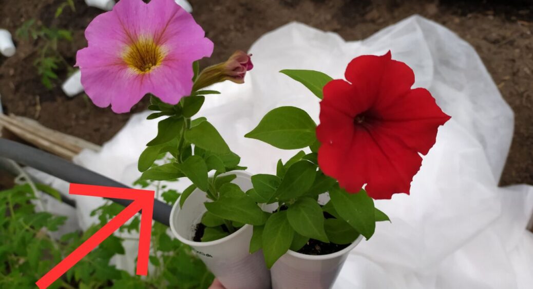 Кущ петунії обрізаю по правилу “2 бруньок” у липні: не проходить і 30 днів, як у саду – квітуча куля бутонів 