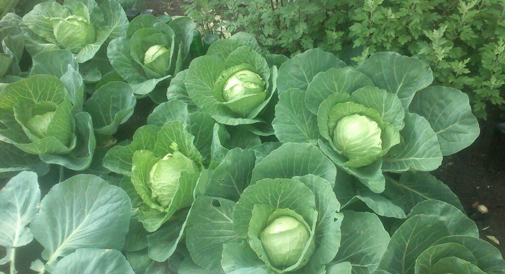 Капуста росте щільна, як камінь, а качани завжди великі: ллю по 5 літрів розчину під корінь кожні 10 днів 