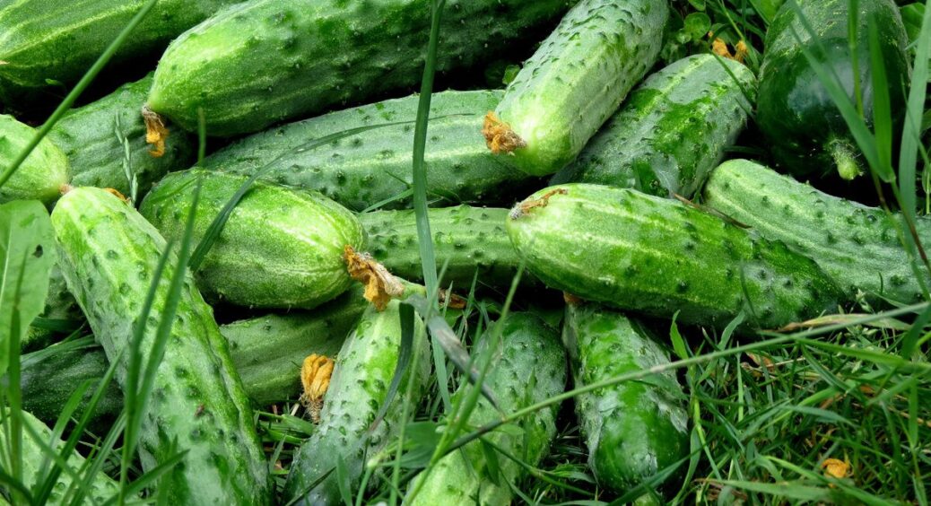 Восени овочі дякуватимуть вам, а я розкрию головний секрет зараз: ось що додати в лунки огірків ще влітку 