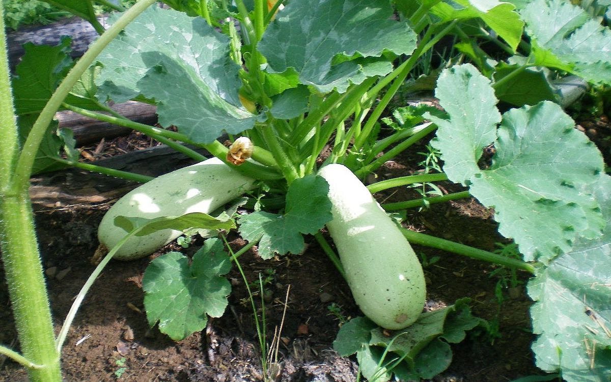 Городники пояснили, чому треба поливати грядки водою з-під пшона