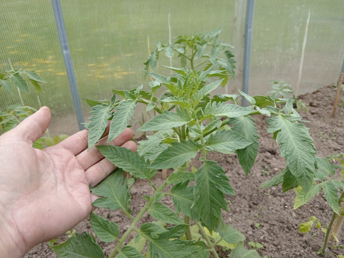 Городники розповіли про правильний спосіб формування кущів томатів для кращої врожайності