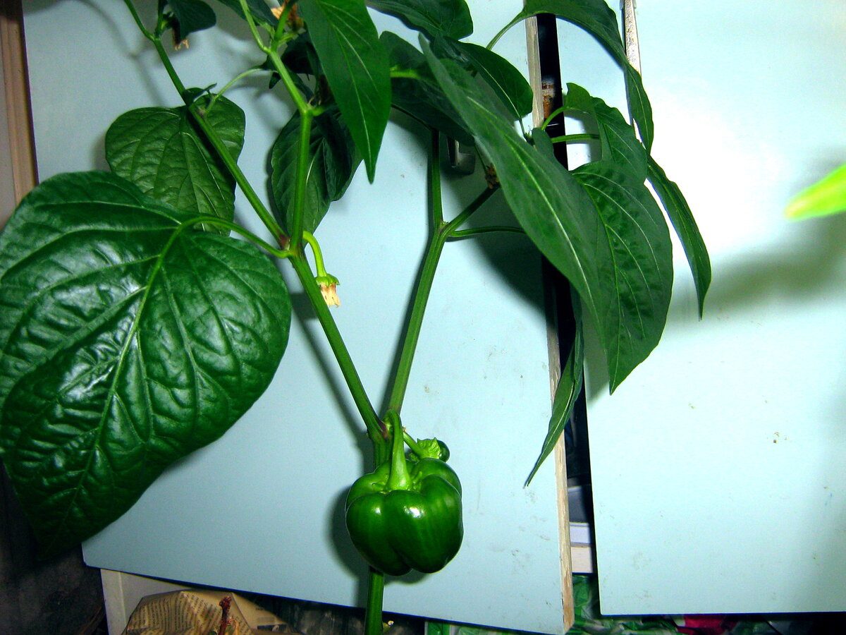 Городники пояснили, чому потрібно обірвати нижнє листя на кущах болгарського перцю влітку