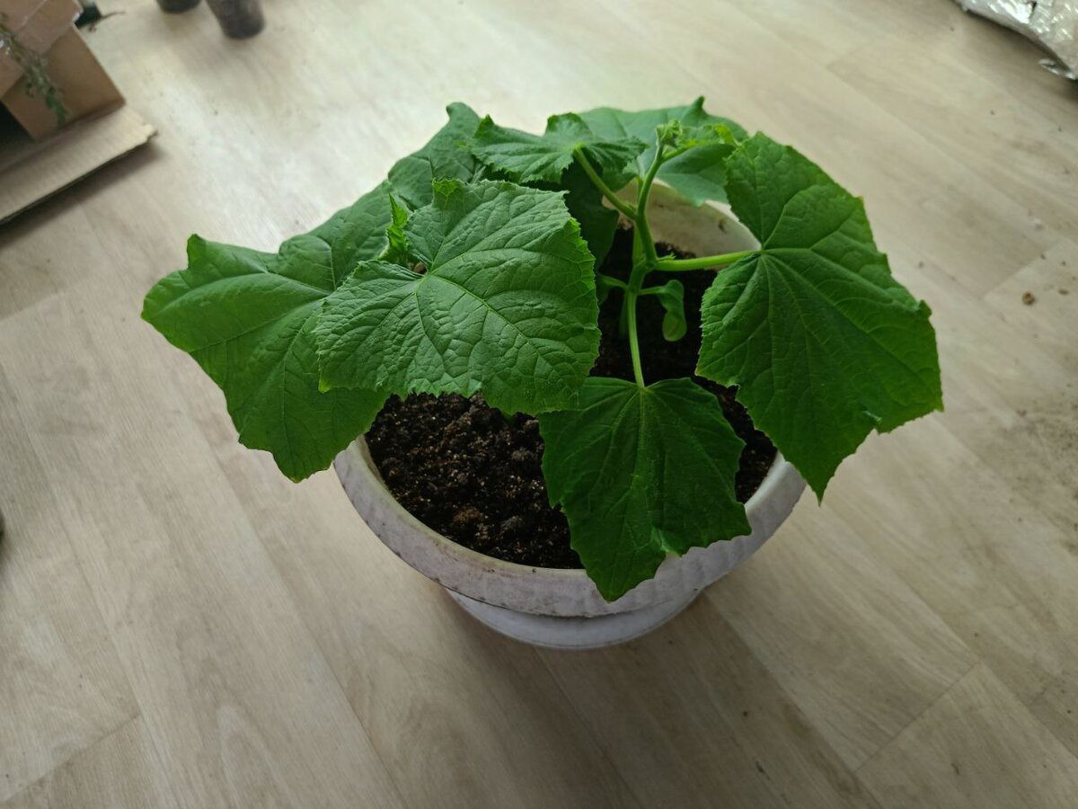 Городники розповіли, як прибрати пустоцвіти з огірків для покращення врожайності рослини