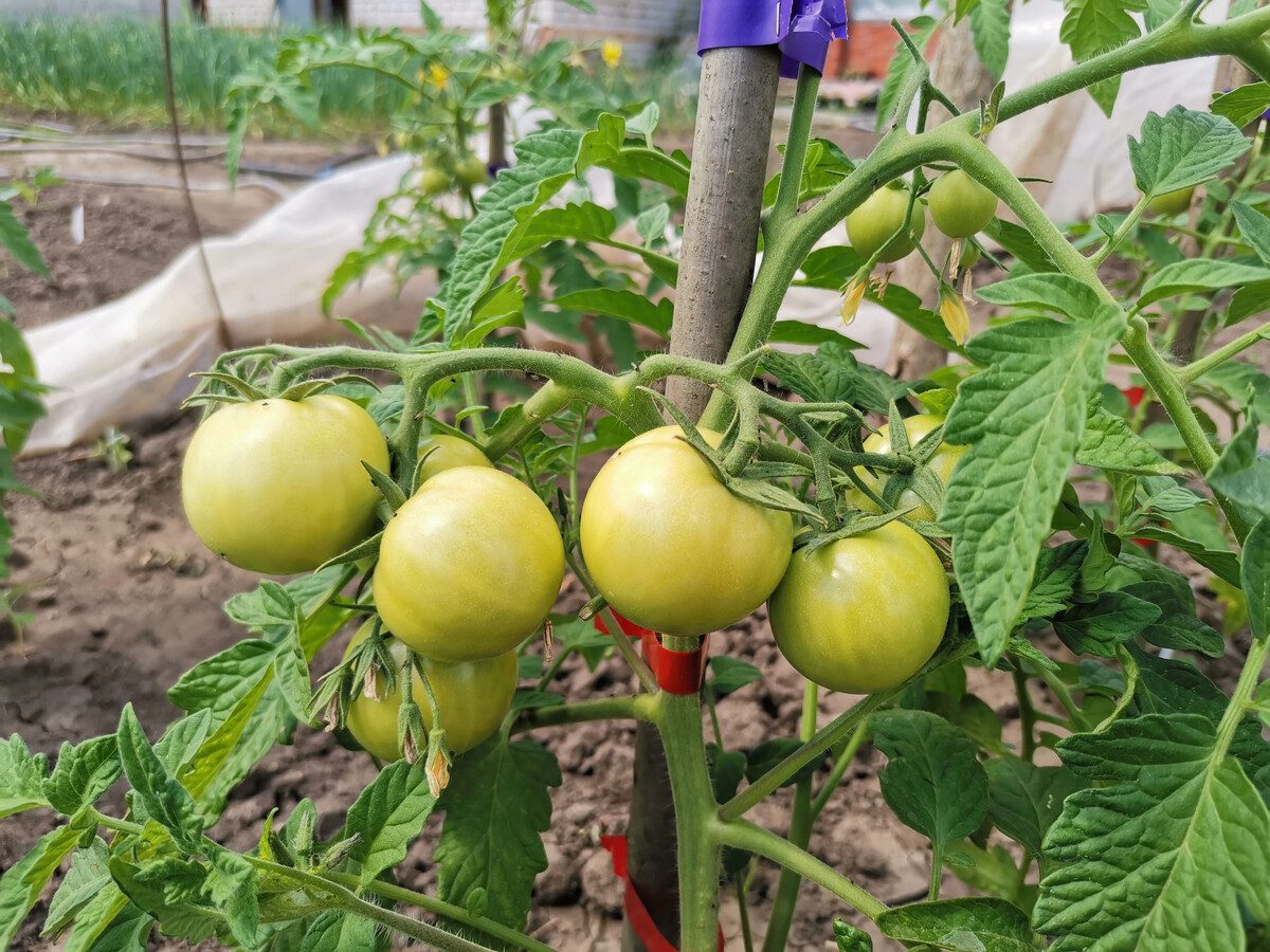 Городники поділилися рецептом живильної води для поливу томатів