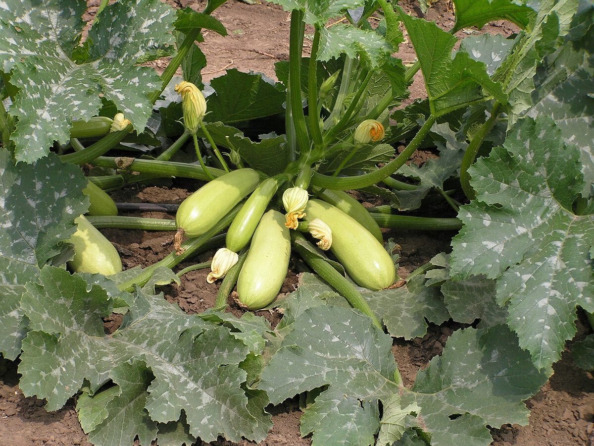 Експерти розповіли, як правильно обприскувати кабачки, аби на плодах не з'являлась гниль