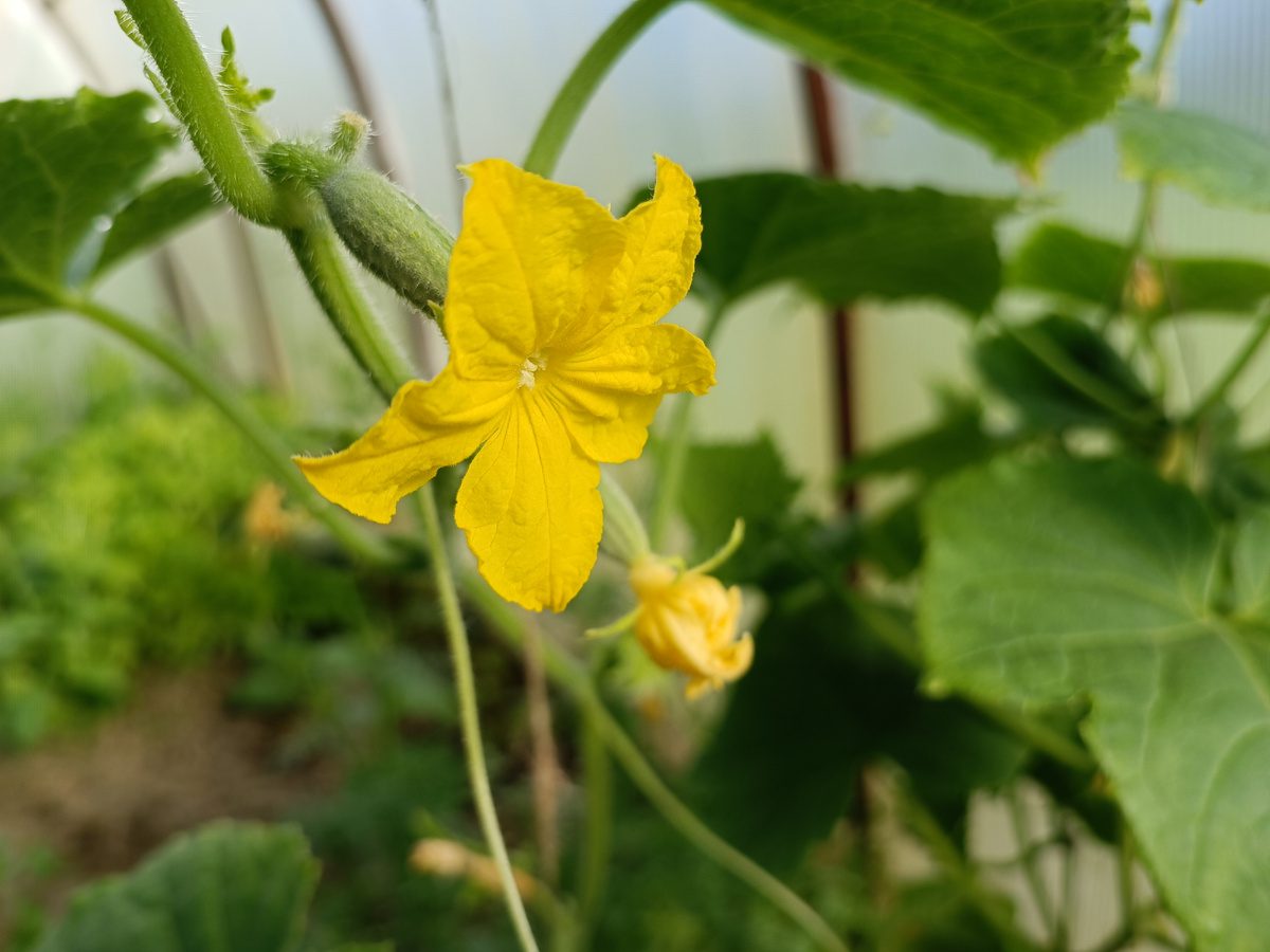 Як доглядати за огірками, аби на кущах не з'являлось жовтого листя, а плодів було завжди багато