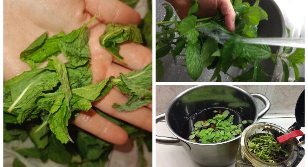 2 способи, як заготовити м’яту на зиму: не втратить свій смак та аромат, а вітамінів у зелені буде ще більше 